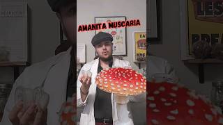 Amanita Muscaria Mycelium Agar amp Liquid Culture Update 🍄✨ AmanitaMuscaria Mycology impossible [upl. by Slin]