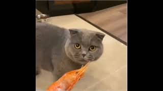 Cat doesnt like shrimp [upl. by Ahsiruam]