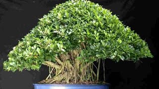 Ficus tinctoria Forst [upl. by Burdelle664]