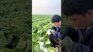 Harvesting fresh mini tientsin pakchoi process [upl. by Born]