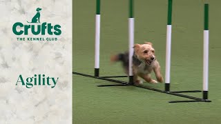 Agility  Rescue Dog  Crufts 2024 [upl. by Leahcimnaj976]