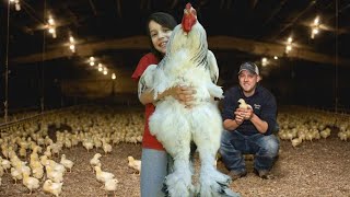 These Are The Calmest Chicken Breeds For Kids [upl. by Ethban728]