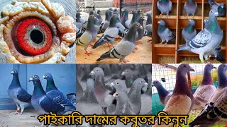 ৫০০ টাকা পিস রেসার কবুতর খামার থেকে ডিম বাচ্চা গ্যারান্টি সহকারে কিনুন [upl. by Piscatelli617]