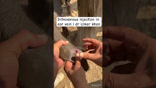 Intravenous injection in ear vein l dr Umar khan [upl. by Roseline]