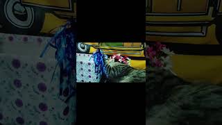 Joyah playing 🐱  cat malaysia kucing catplaying catshorts [upl. by Ahsaelat93]