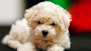 How to Train Your Bichon Frise to Stop Excessive Barking [upl. by Carol-Jean]