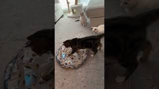 Cats React To Interactive LightUp Cat Toy  The Pack [upl. by Nonez]