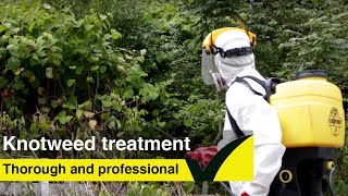 Japanese Knotweed treatment  learn how to treat knotweed [upl. by Fortna]