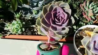 How to tell if your echeveria is thirsty or etiolated [upl. by Tertia]