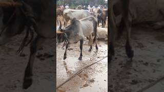 ₹21000 രൂപക്ക് cattle market  livestock market  buffalo  bull  cow beef meat cattlemarket [upl. by Sinnaoi362]