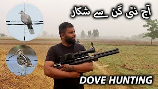 Dove Hunting with Pak Made Pallets  Best Dove Hunt airgunhunting [upl. by Nollahp]