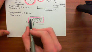 Local Anaesthetics Part 1 [upl. by Antonius]