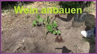 Weinreben pflanzen im Garten Wein anbauen Weintrauben einpflanzen anbauen Standort [upl. by Richie]