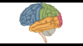 Introduction to Seizure and Epilepsy Diagnosis by Drs A Patel L Sham A Kielian and L Hayes [upl. by Apur584]