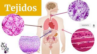 Tejidos Básicos del Cuerpo Humano  Tipos y Clasificación  Histología [upl. by Etnoid]