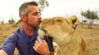 Lion KISSES  The Lion Whisperer [upl. by Barna]