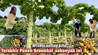 TERAKHIR PANEN SAYUR GRØNNKÅL RØDBETER DAN KENTANG DI TEMPAT WISATA SEBANYAK INI [upl. by Lattimer]