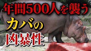 カバをペットとして飼った男性の最期！年間500人以上の死者を出す恐るべきカバの実態について【ゆっくり解説】 [upl. by Halbeib]