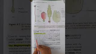 ovule structure in ovary of flowerbiology education cbse neet [upl. by Stormi]