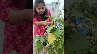 Brinjal Harvesting 🍆🍆 shorts brinjal gardening vegetables youtubeshorts [upl. by Rokach]