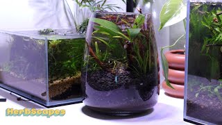 How to Build a No Filter Ecosystem Jar Ikea Vase [upl. by Atiuqel]