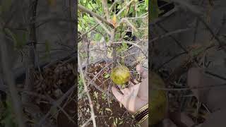 First pomegranate in my garden organic shorts fruits [upl. by Yerffe182]