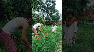 ചെറുകിഴങ്ങ് 🥰  Sarang Family  Dakshina food farmfresh farmlife harvest healthyfood [upl. by Nakhsa]