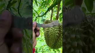 durain tropicalfruit duriantree asianfruit explore durians durianfruit durianfruitbenefits [upl. by Eelirem]