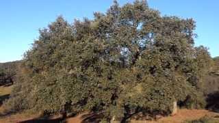 ENCINA Quercus ilex wwwriomoroscom [upl. by Eycal]