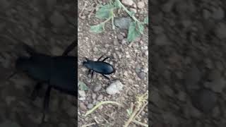 Darkling beetle 83 lunacounty nature darklingbeetle newmexico insects wildlife [upl. by Zelle658]