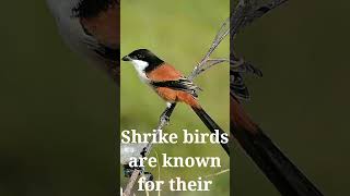 Shrike The Butcher Bird [upl. by Ilecara669]