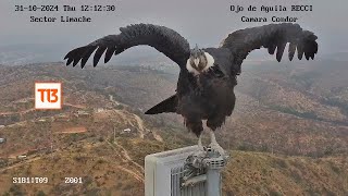 Majestuoso Cóndor andino posó durante 15 horas [upl. by Navetse]