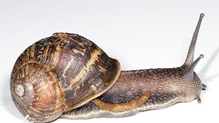 HOW TO USE A MORTAR AND PESTLE FOR SNAIL EXECUTION IN THE SOLARIUM GEEZER TIPS AND LIFE HACKS [upl. by Scheld]