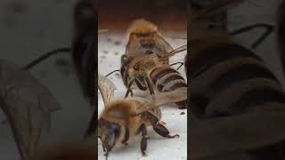 Beekeeping 101 A Beginners Guide to Honey Bees culinarymagic culturalheritage explorewithus [upl. by Perren]