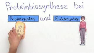 PROTEINBIOSYNTHESE  VERGLEICH VON PROKARYOTEN UND EUKARYOTEN  Biologie [upl. by Anderson608]