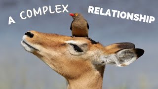 The Oxpecker and Their Hosts A Complex Relationship [upl. by Scotti]