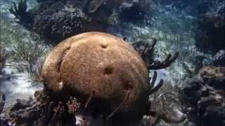 Puerto Morelos  Snorkeling from Shore  Part 1 [upl. by Cchaddie]