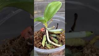 Who expected this way to revive and spread quickly orchidroots orchid plants shorts farming [upl. by Nagoh]