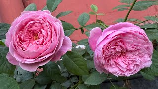 Garden Update Feeding Schedule amp Tips  14 Roses of David Austin Kordes Tantau Meilland [upl. by Naj286]