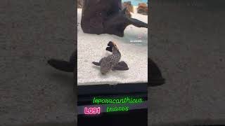 pleco L091 leporacanthicus triactis trending music fishing shortvideo comedy anime animals [upl. by Phares]