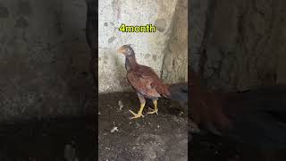 One aseel chick growth funny seen youtubeshorts foryou chicken [upl. by Nnauol971]