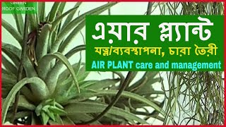 এয়ার প্ল্যান্ট ব্যবস্থাপনা যত্ন চারা তৈরী Air Plant  Bangla [upl. by Ewall411]