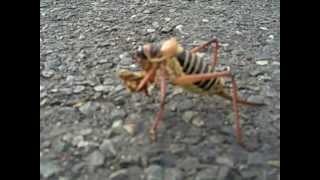 strange insect on a road [upl. by Anomas257]