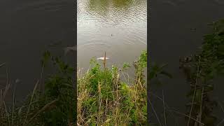 Anacostia River fishing fishing [upl. by Yerfej]