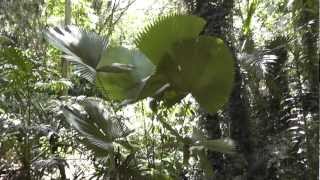 Licuala peltata Palm  Mt Coottha Botanic Gardens Brisbane Australia [upl. by Salene]