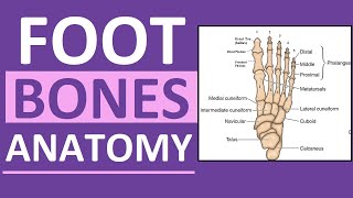 Foot Bones Anatomy Mnemonic Tarsals Metatarsals Phalanges [upl. by Azil]