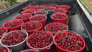 Skeena™ Cherry VarietyHarvest Time [upl. by Volkan]