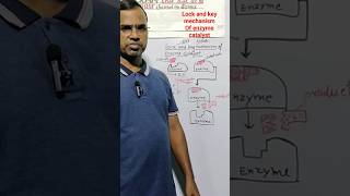 Mechanism of enzyme catalyst l Tala chabi mechanism [upl. by Ridley]