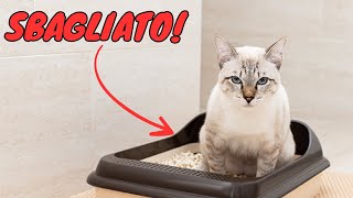 Stai sistemando la lettiera del tuo gatto in modo completamente sbagliato [upl. by Delos]