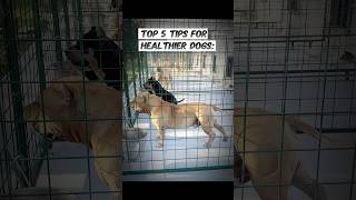 Tips On Dog’s Nutrition Health Obedience Travel and more Welcome to our Channel Samba Kennels [upl. by Notnirt414]